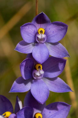 APII jpeg image of Thelymitra x truncata  © contact APII