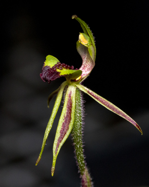 APII jpeg image of Caladenia amoena  © contact APII