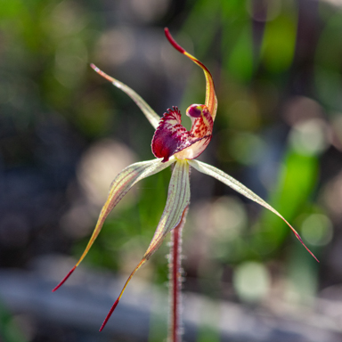 APII jpeg image of Caladenia ampla?  © contact APII