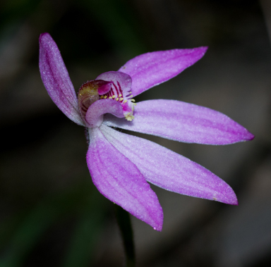 APII jpeg image of Caladenia carnea  © contact APII
