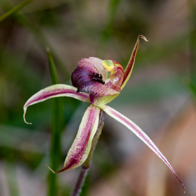 APII jpeg image of Caladenia clavigera  © contact APII