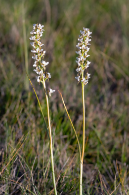 APII jpeg image of Prasophyllum spicatum  © contact APII