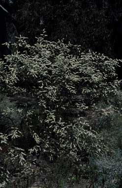 APII jpeg image of Myoporum floribundum  © contact APII