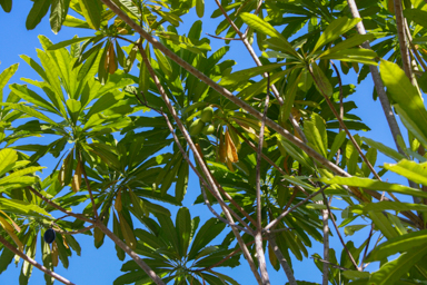 APII jpeg image of Cerbera floribunda  © contact APII