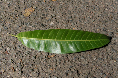 APII jpeg image of Mangifera indica  © contact APII