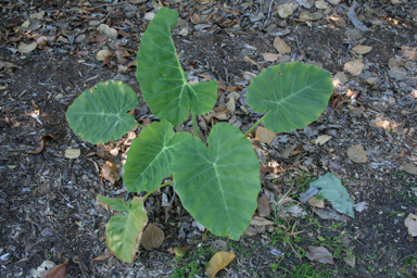 APII jpeg image of Colocasia sp.  © contact APII