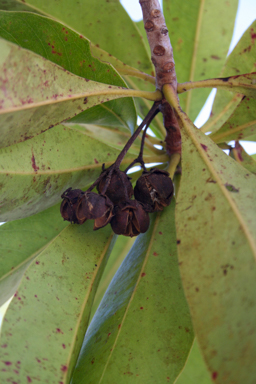 APII jpeg image of Xanthostemon chrysanthus  © contact APII