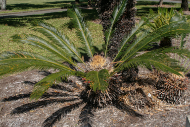 APII jpeg image of Cycas media  © contact APII