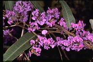 Hardenbergia violacea