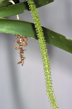 APII jpeg image of Oberonia complanata  © contact APII