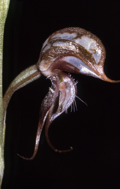 APII jpeg image of Pterostylis excelsa  © contact APII