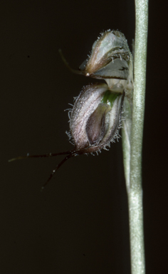 APII jpeg image of Pterostylis zebrina  © contact APII