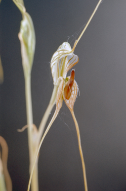 APII jpeg image of Pterostylis woollsii  © contact APII