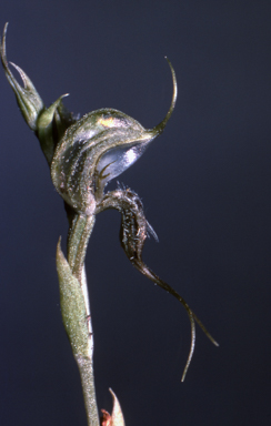 APII jpeg image of Pterostylis ciliata  © contact APII