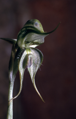 APII jpeg image of Pterostylis lepida  © contact APII