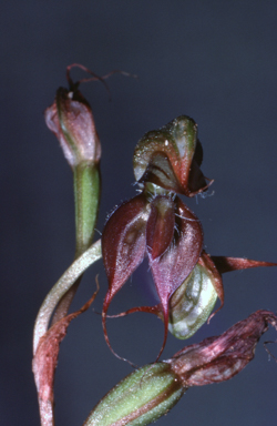 APII jpeg image of Pterostylis lingua  © contact APII
