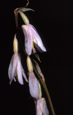 APII jpeg image of Pachystoma pubescens  © contact APII