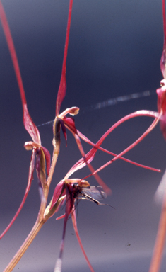 APII jpeg image of Nemacianthus caudatus  © contact APII