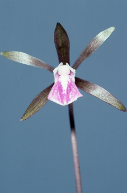 APII jpeg image of Nervilia uniflora  © contact APII