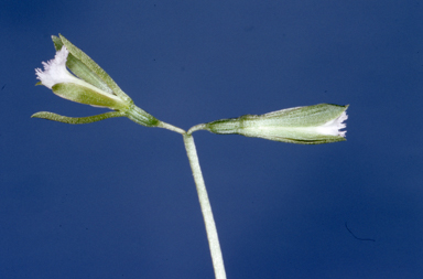 APII jpeg image of Nervilia peltata  © contact APII