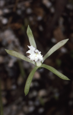 APII jpeg image of Nervilia crociformis  © contact APII