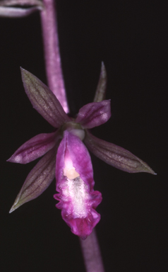 APII jpeg image of Nervilia holochila  © contact APII