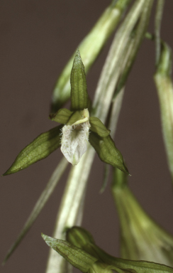 APII jpeg image of Nervilia aragoana  © contact APII