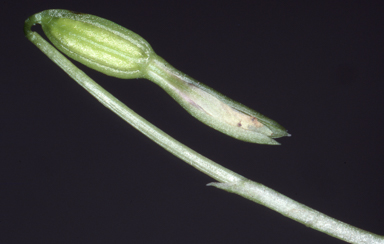 APII jpeg image of Nervilia crociformis  © contact APII