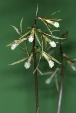 APII jpeg image of Nervilia aragoana  © contact APII