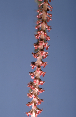 APII jpeg image of Oberonia titania  © contact APII