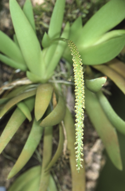 APII jpeg image of Oberonia flavescens  © contact APII