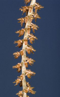 APII jpeg image of Oberonia carnosa  © contact APII