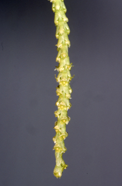 APII jpeg image of Oberonia complanata  © contact APII