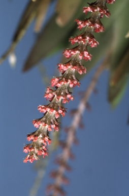 APII jpeg image of Oberonia titania  © contact APII