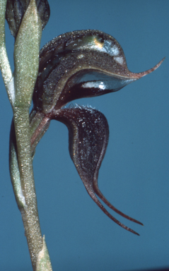 APII jpeg image of Pterostylis boormanii  © contact APII