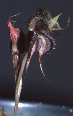 APII jpeg image of Pterostylis boormanii  © contact APII
