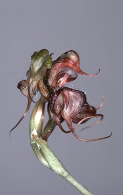 APII jpeg image of Oligochaetochilus boormanii  © contact APII