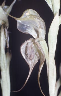 APII jpeg image of Pterostylis biseta  © contact APII