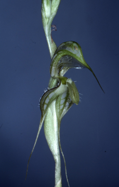 APII jpeg image of Pterostylis robusta  © contact APII