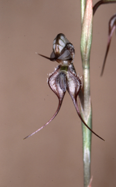 APII jpeg image of Oligochaetochilus basalticus  © contact APII