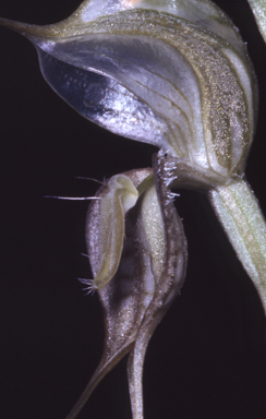 APII jpeg image of Oligochaetochilus bisetus  © contact APII