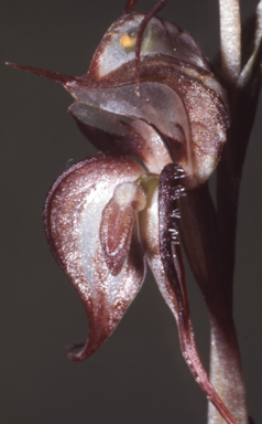 APII jpeg image of Pterostylis arenicola  © contact APII