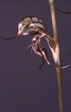 APII jpeg image of Pterostylis valida  © contact APII