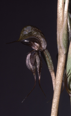 APII jpeg image of Oligochaetochilus excelsus  © contact APII