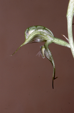 APII jpeg image of Pterostylis excelsa  © contact APII