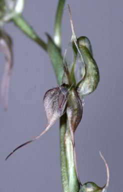 APII jpeg image of Oligochaetochilus cobarensis  © contact APII