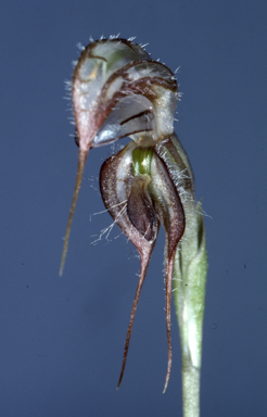 APII jpeg image of Pterostylis spathulata  © contact APII