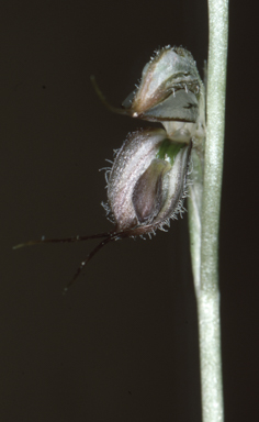 APII jpeg image of Pterostylis zebrina  © contact APII