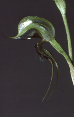 APII jpeg image of Pterostylis xerophila  © contact APII