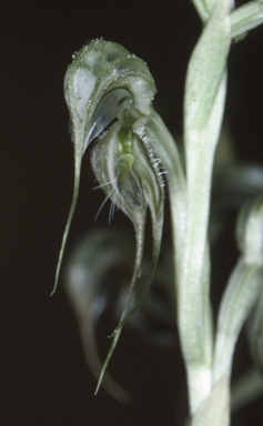 APII jpeg image of Oligochaetochilus exsertus  © contact APII